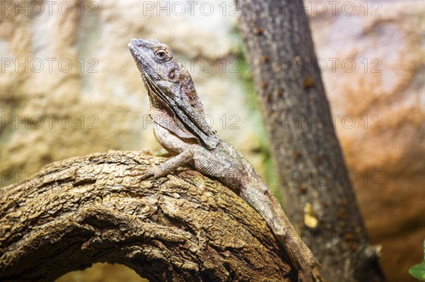Close-up of a frill-necked lizard (Chlamydosaurus kingii) on a tree