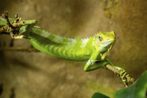 Fiji banded iguana (Brachylophus fasciatus) on a branch, captive, Germany