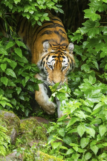 Siberian tiger (Panthera tigris tigris) walking through bushes on a rainy day, captive, Germany