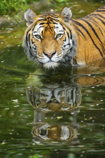 Siberian tiger (Panthera tigris tigris) walking in a lake, captive, Germany