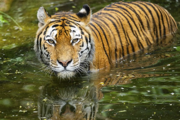 Siberian tiger (Panthera tigris tigris) swimming in a lake, captive, Germany