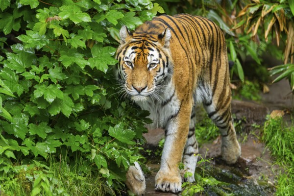 Siberian tiger (Panthera tigris tigris) walking through bushes on a rainy day, captive, Germany