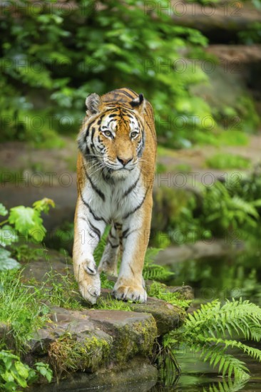Siberian tiger (Panthera tigris tigris) walking through bushes on a rainy day, captive, Germany