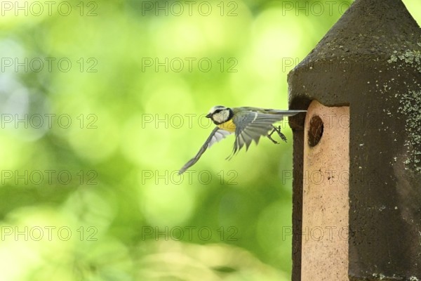 Eurasian blue tit (Cyanistes caeruleus) flying away from a bird house, Bavaria, Germany