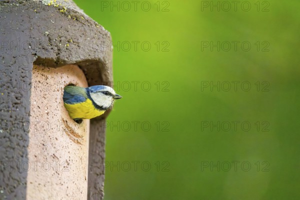 Eurasian blue tit (Cyanistes caeruleus) coming out of a bird house, Bavaria, Germany