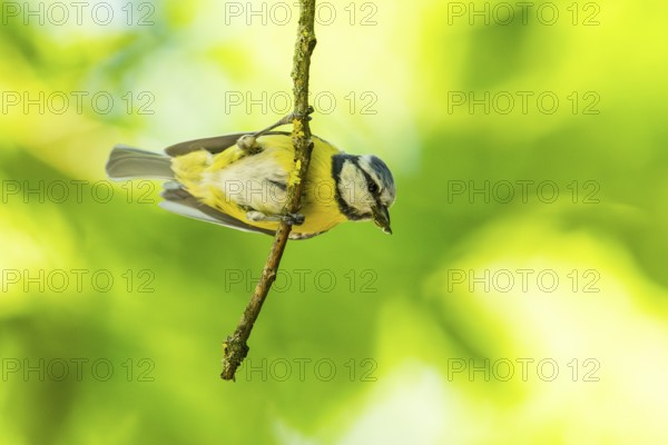 Eurasian blue tit (Cyanistes caeruleus) sitting on a branch, Bavaria, Germany