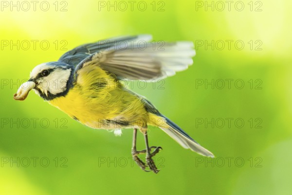 Eurasian blue tit (Cyanistes caeruleus) flying, Bavaria, Germany, Europe: