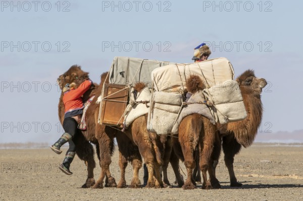 Two Mongolian nomads load their two-humped Bactrian camels (Camelus bactrianus) for their migration in the Great Gobi Desert, Ömnögovi Province, Mongolia, Asia