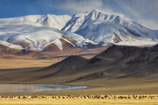 In autumn, livestock graze with the snow-capped peak of Tsast Uul (Tsambagarav) in the Mongol-Altai Mountains as a backdrop, Altai District, Bayan-Ölgii Province, Western Mongolia, Asia