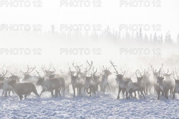 Reindeer (Rangifer tarandus) belonging to the Nenets ethnic group during their winter migration on the Yamal Peninsula, Yamalo-Nenets Autonomous Okrug, Russia, Asia