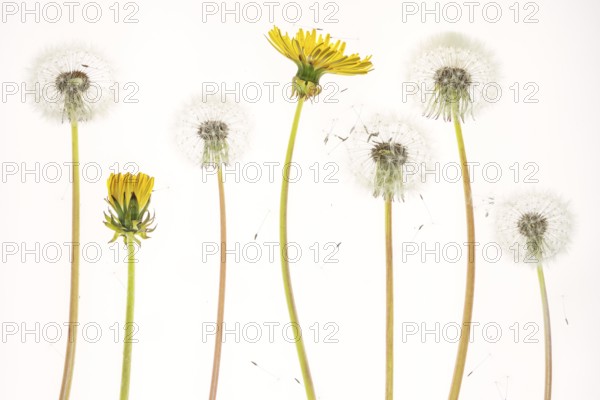 Taràssaco comune (Taraxacum officinale)
