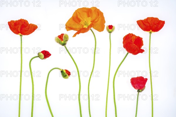 Peony (Papaver rhoeas), white background