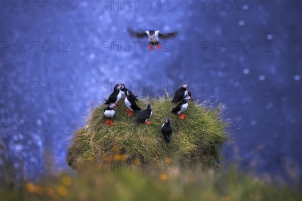 Atlantic puffins (Fratercula arctica) on the cliffs of Dyrhólaey, South Coast, Iceland