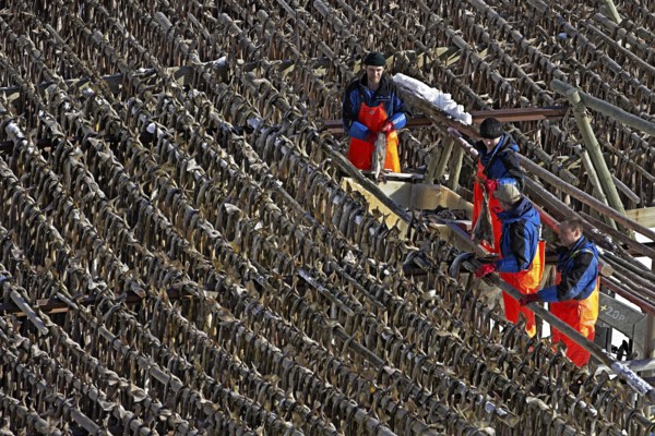 Workers hanging stockfish on wooden racks (hjell) outdoors in winter, Reine village, Lofoten, Norway