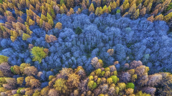 Autumn foliage in Ossola, Piedmont region, northern Italy
