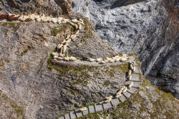 Sheep transhumance in autumn at Gemmi Pass, Leukerbad, Valais, Switzerland
