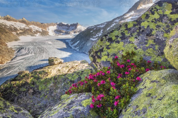 Blooming Alpine Rhododendron (Rhododendron ferrugineum), the Alpine Rose, with a view of the Rhone Glacier and the Damastock massif, Oberwald, Goms, Valais Canton, Switzerland
