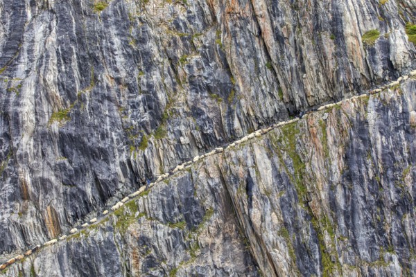 Sheep transhumance in autumn at Belalp, Leukerbad, Valais, Switzerland