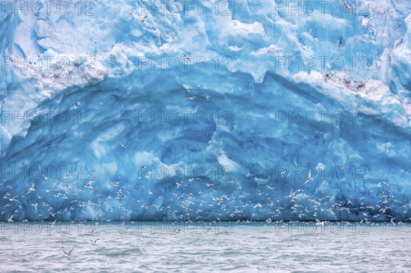 Black-legged kittiwake (Rissa tridactyla) feeding at the Arctic sea near a glacier tongue, Svalbard (Spitsbergen), Arctic, Norway