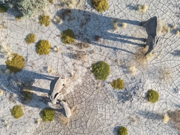 Elephant (Loxodonta africana), aerial view of the desert adapted elephants, subspecies referred to as Loxodonta africana africana, elephants resting, endangered species, Red List IUCN, Ugab river, ephemeral river, Kunene region, Namibia