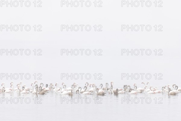 Juvenile and adult Greater Flamingos (Phoenicopterus roseus), Least Concern (LC), floating in shallow water, Ramsar site, Walvis Bay Lagoon, Namibia