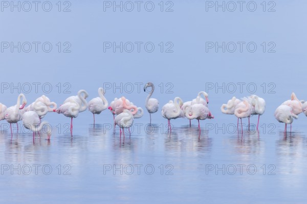 Greater Flamingo (Phoenicopterus roseus), Least Concern (LC), resting in shallow water, Ramsar site, Walvis Bay Lagoon, Namibia