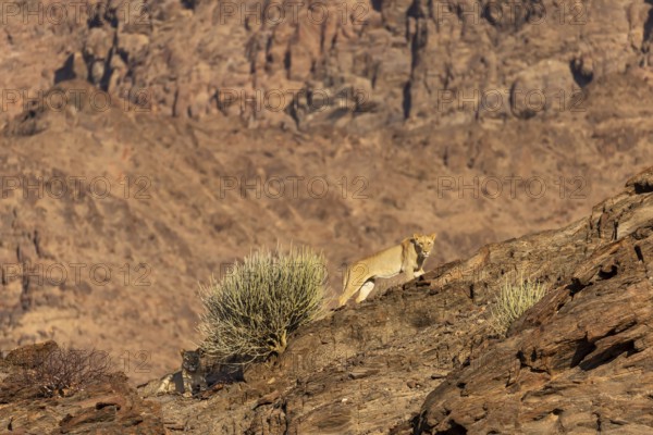 Desert lion (Panthera leo), Vulnerable (IUCN Red List), two lions surveying from rocky outcrops, Hoanib Riverbend, ephemeral river, Kunene Region, Namibia