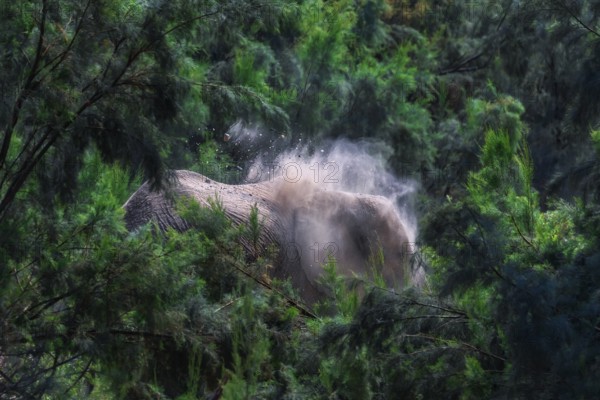 The types of feeding activity depend to variations in rainfall. During cold and dry season the elephants sought out the Ana trees, Camel Thorn trees, Mopane trees when necessary and Tamarisk trees for salt intake. During the rainy season, the elephants tend to eat more grass