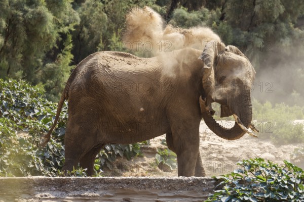 Elephant (Loxodonta africana), the desert adapted elephants, subspecies referred to as Loxodonta africana africana, elephants dust bathing, endangered species, Red List IUCN, Hoarusib river, ephemeral river, Kunene region, Namibia