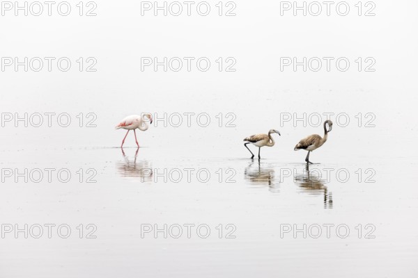 Greater Flamingo (Phoenicopterus roseus), Least Concern (LC), one adult and two juvenile walking in shallow water, Ramsar site, Walvis Bay Lagoon, Namibia