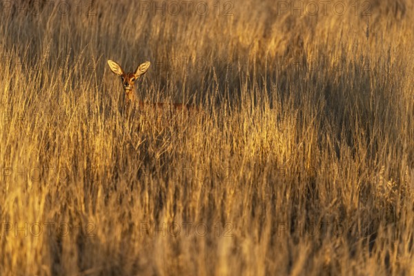 Damara dik-dik (Madoqua damarensis), wide savannah area with tall grasses serving as pasture for the Damara dik-dik, Omaheke Region, Kalahari, Namibia