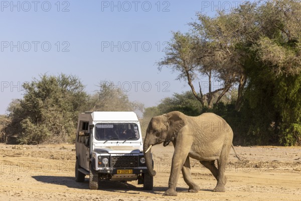 Elephant (Loxodonta africana), the desert adapted elephants, subspecies referred to as Loxodonta africana africana, Tourists observing a young elephant, Hoanib riverbed, ephemeral river, endangered species, Red List IUCN, Kunene region, Namibia