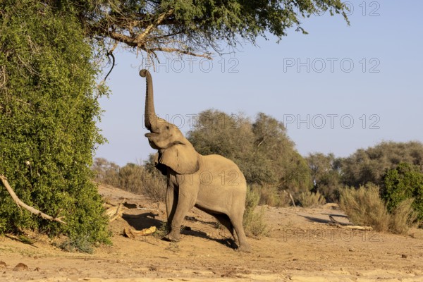 Elephant (Loxodonta africana), the desert adapted elephants, subspecies referred to as Loxodonta africana africana, Eating the leaves and branches of a tree, Hoanib riverbed, ephemeral river, endangered species, Red List IUCN, Kunene region, Namibia