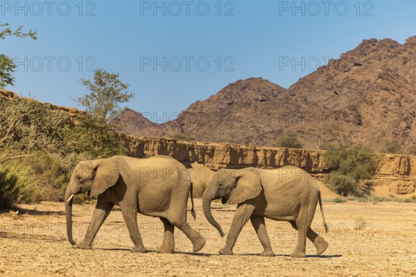 Elephant (Loxodonta africana), the desert adapted elephants, subspecies referred to as Loxodonta africana africana, two elephants walking in the riverbed of Hoanib river, ephemeral river, endangered species, Red List IUCN, Kunene region, Namibia