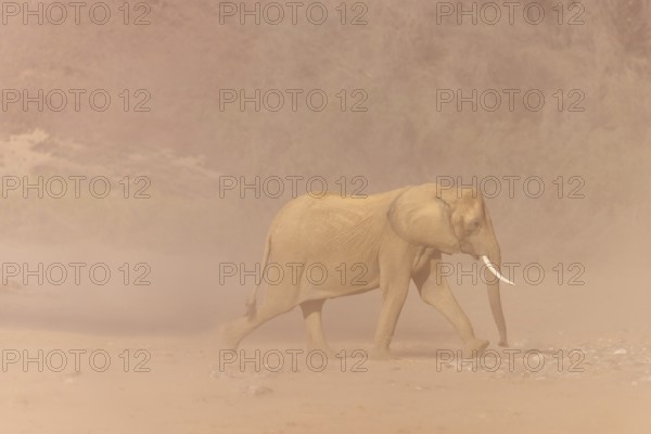 Elephant (Loxodonta africana), the desert adapted elephants, subspecies referred to as Loxodonta africana africana, elephants walking in the riverbed of Hoanib river during sand storm, ephemeral river, endangered species, Red List IUCN, Kunene region, Namibia