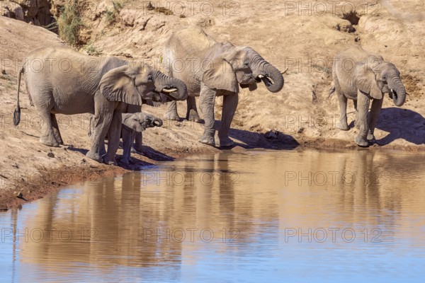 Elephant (Loxodonta africana), the desert adapted elephants, subspecies referred to as Loxodonta africana africana, drinking at a waterhole, Hoanib riverbed, ephemeral river, endangered species, Red List IUCN, Kunene region, Namibia