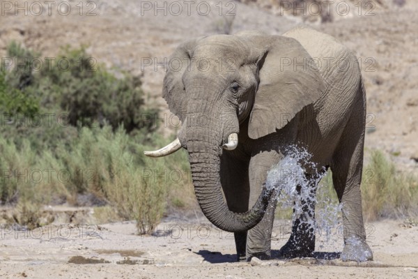 Elephant (Loxodonta africana), the desert adapted elephants, subspecies referred to as Loxodonta africana africana, drinking at a waterhole, Hoanib riverbed, ephemeral river, endangered species, Red List IUCN, Kunene region, Namibia