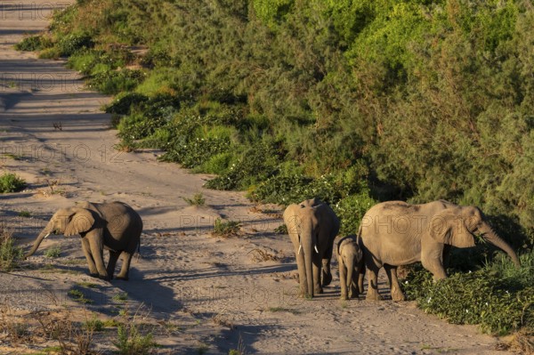 Elephant (Loxodonta africana), the desert adapted elephants, subspecies referred to as Loxodonta africana africana, Eating the leaves and branches of a shrub, ephemeral river, Hoanib riverbed, endangered species, Red List IUCN, Kunene region, Namibia