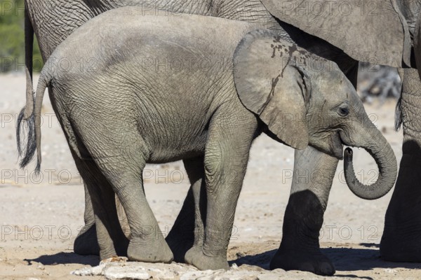 Elephant (Loxodonta africana), the desert adapted elephants, subspecies referred to as Loxodonta africana africana, Calf drinking at a waterhole, Hoanib riverbed, ephemeral river, endangered species, Red List IUCN, Kunene region, Namibia