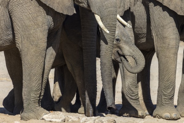 Elephant (Loxodonta africana), the desert adapted elephants, subspecies referred to as Loxodonta africana africana, Calf drinking at a waterhole, Hoanib riverbed, ephemeral river, endangered species, Red List IUCN, Kunene region, Namibia