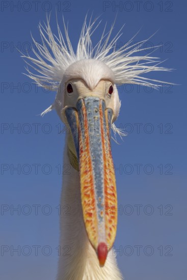 Great White Pelican (Pelecanus onocrotalus), portrait, Walvis Bay Lagoon, Namibia