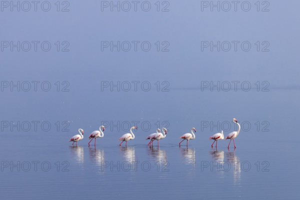 Greater Flamingo (Phoenicopterus roseus), Least Concern (LC), feeding in shallow water, Ramsar site, Walvis Bay Lagoon, Namibia