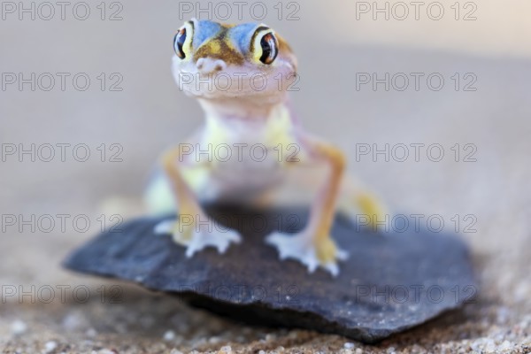 Palmatogecko (Pachydactylus rangei), perched on a rock, Namib desert, Namibia