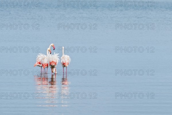 Greater Flamingo (Phoenicopterus roseus), Least Concern (LC), feeding in shallow water, Ramsar site, Walvis Bay Lagoon, Namibia