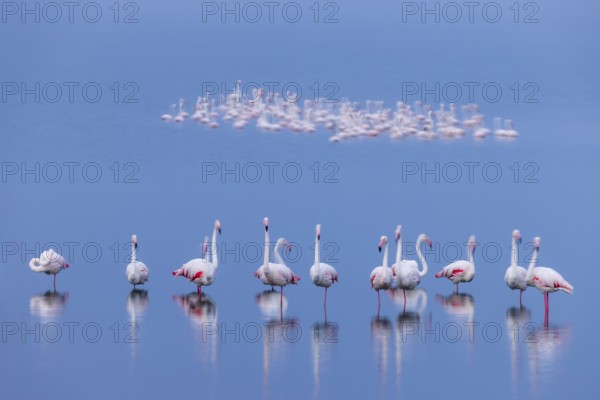 Greater Flamingo (Phoenicopterus roseus), Least Concern (LC), feeding in shallow water, Ramsar site, Walvis Bay Lagoon, Namibia
