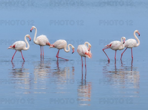 Greater Flamingo (Phoenicopterus roseus), Least Concern (LC), feeding in shallow water, Ramsar site, Walvis Bay Lagoon, Namibia, Africa, Walvis Bay, Namibia