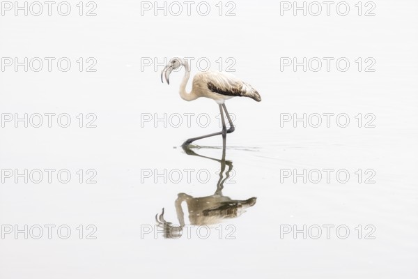 Juvenile Greater Flamingo (Phoenicopterus roseus), Least Concern (LC), feeding in shallow water, Ramsar site, Walvis Bay Lagoon, Namibia