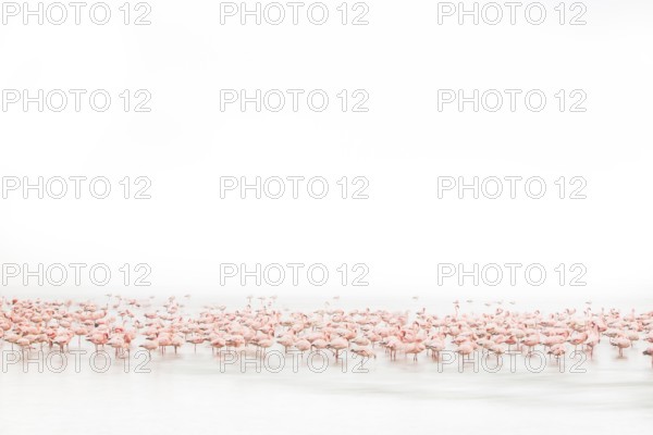 Lesser Flamingo (Phoenicopterus minor), Near Threatened, resting in shallow water, Ramsar site, Walvis Bay Lagoon, Namibia