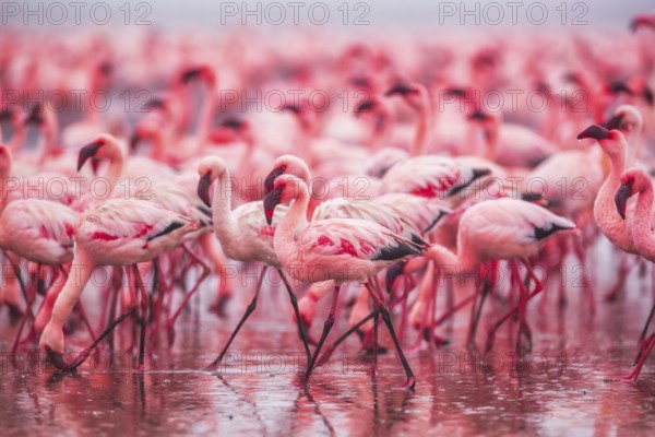 Lesser Flamingo (Phoenicopterus minor), Near Threatened, feeding in shallow water, Ramsar site, Walvis Bay Lagoon, Namibia