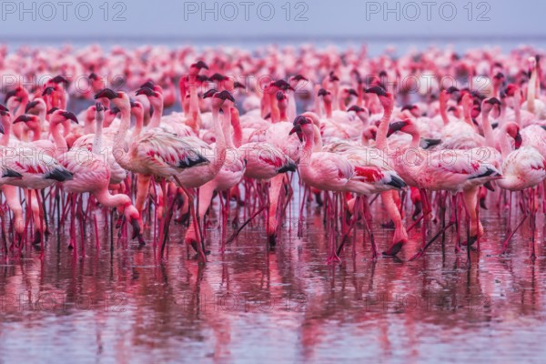 Lesser Flamingo (Phoenicopterus minor), Near Threatened, feeding in shallow water, Ramsar site, Walvis Bay Lagoon, Namibia